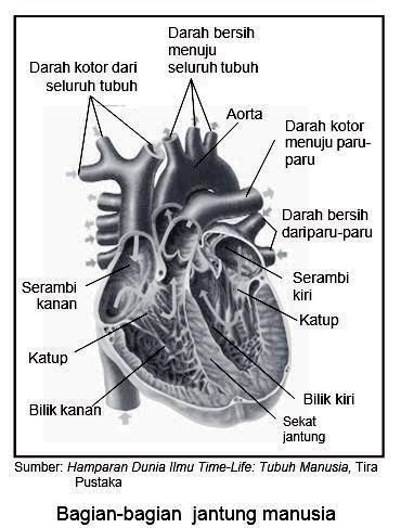 Pada jantung dengan juga serambi disebut Jantung pada