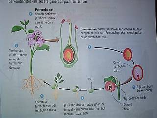 Perkembangbiakan pada tumbuhan yang ditandai dengan bertemunya sel jantan dan sel betina untuk menghasilkan individu baru disebut